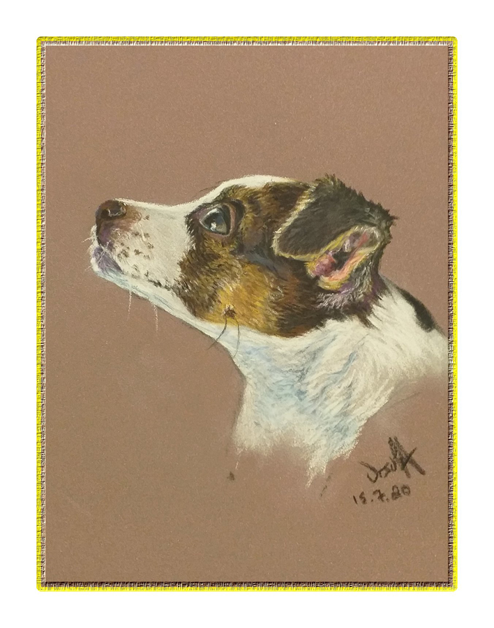 Pet portraits: Jack Russell